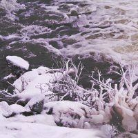 ...январские "кораллы"... :: Александр Герасенков