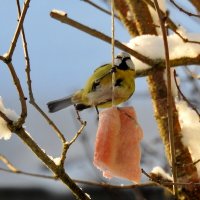 в саду зимой :: ИННА ПОРОХОВА