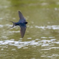 Косатка в полете :: Владимир Лазарев