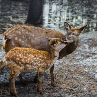 Олень :: SanSan 