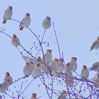 На птичьем форуме :: Любовь Сахарова