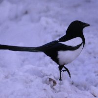 В поисках еды :: Людмила Смородинская