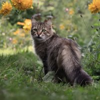 Просто мимо прохожу... :: елена беликова