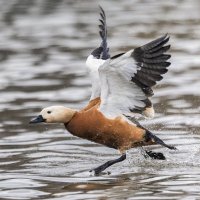 огарь в полете. :: юрий макаров