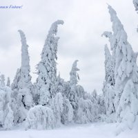 Со Старым Новым Годом! :: Галина Ильясова