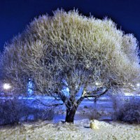 Зимнее дерево :: Наталья 