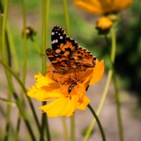 *** :: Александр. AVG100 ---