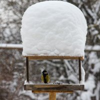 Шапка из снега :: Владимир Иванович