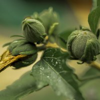 зарождение :: Андрей C