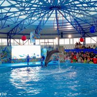 Адлер. Сочи Парк... Шоу дельфинов... :: Нина Бутко