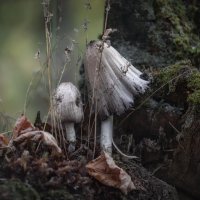 парочка :: Любовь Нардина