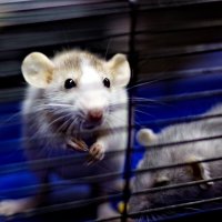 ушастая нелепость) :: Артём ушастая нелепость) :: Артём