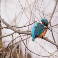 ...остался зимовать..(Зимородок). :: Александр Герасенков