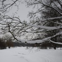 Заснеженный парк :: Мария Яковлева