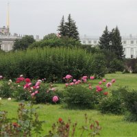 утро пионное :: sv.kaschuk 