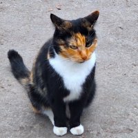 Кот :: Наталья Кот :: Наталья