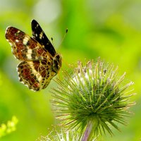 опять про бабочек...311 :: Александр Прокудин