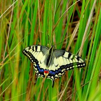 опять про бабочек...315 :: Александр Прокудин