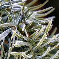 Изморозь :: Sergey Grim