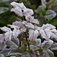 Иней :: Sergey Grim