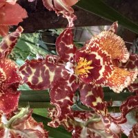 Орхидейки :: Pippa Орхидейки :: Pippa