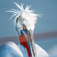 Фото репортаж из зоопарка -5 :: irina Schwarzer 