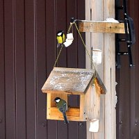 Синичкин обед :: Елена 