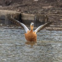 огарь в полете. :: юрий макаров