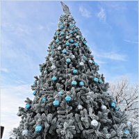 Голубая ель. :: Валерия Комова