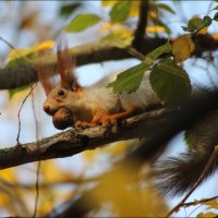 Белка. :: Александр. AVG100 ---