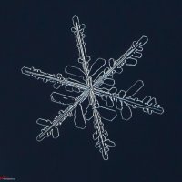 Снежинка :: Андрей Пристяжнюк