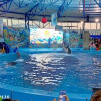 Адлер. Сочи Парк... шоу дельфинов... :: Нина Бутко