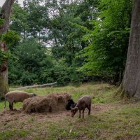 Овцы на выгоне... :: Николай Гирш