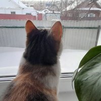 МУРКА :: СЕРГЕЙ ФИЛОЧКИН