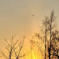 Полёт в закат. :: оля san-alondra