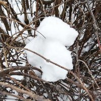 ***снежный комочек*** :: Olga Oskolkova