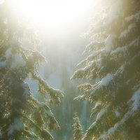 Новогодний лес :: Павел Трунцев