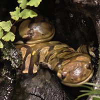 Тигровые амбистомы :: <<< Наташа >>>