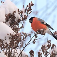 На сирени :: Ната Волга