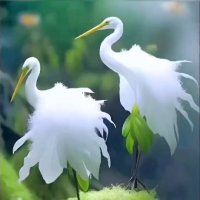 Орхидеи «Белый журавль» :: Валерий Кокорев