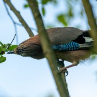 Сойка :: Владимир Лазарев