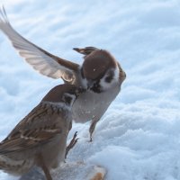 Скажу тебе по секрету))) Тат много еды) :: Сергей Флетчер