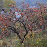 ХУРМА :: Tata Wolf