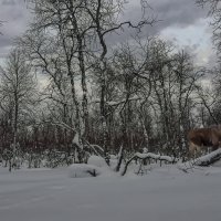 В зимней тайге :: Aleksey Afonin