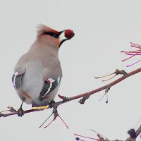 Виртуоз :: Любовь Сахарова