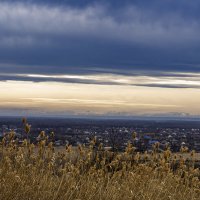 Камыш :: Игорь Сикорский