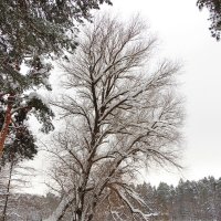 На берегу зимнего озера :: Андрей Снегерёв