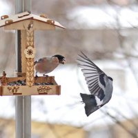 Воспитательная работа. :: Татьяна Бравая