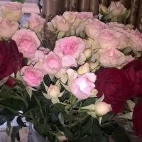 Розы :: Елена Семигина