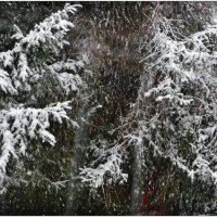 ЭТЮД... :: Elvira E. 